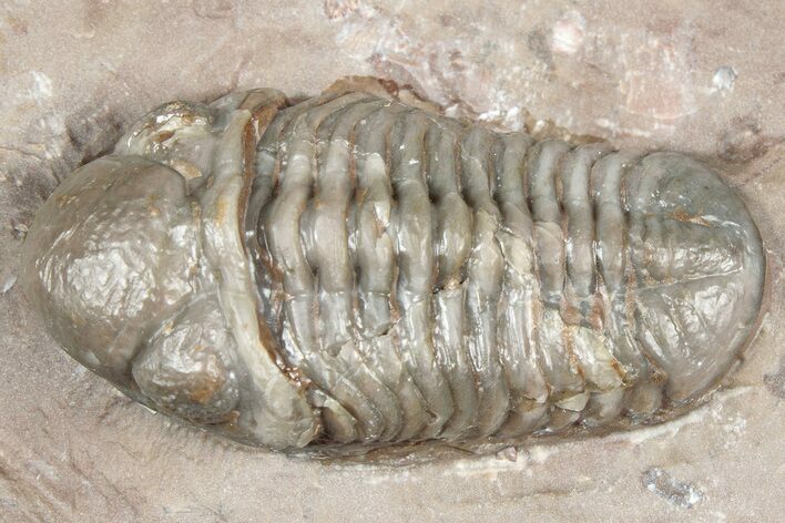 Unusual, Tiny-Eyed Phacopid (Eocryphops?) - Jorf, Morocco #329069